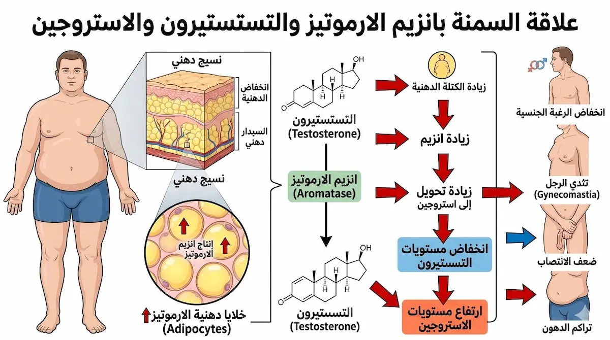 مخطط طبي يشرح عملية تحول هرمون التستوستيرون إلى إستروجين بفعل إنزيم الأروماتيز الموجود في الدهون الزائدة ويبين العلاقة بين السمنة والأداء الجنسي عند الرجل.