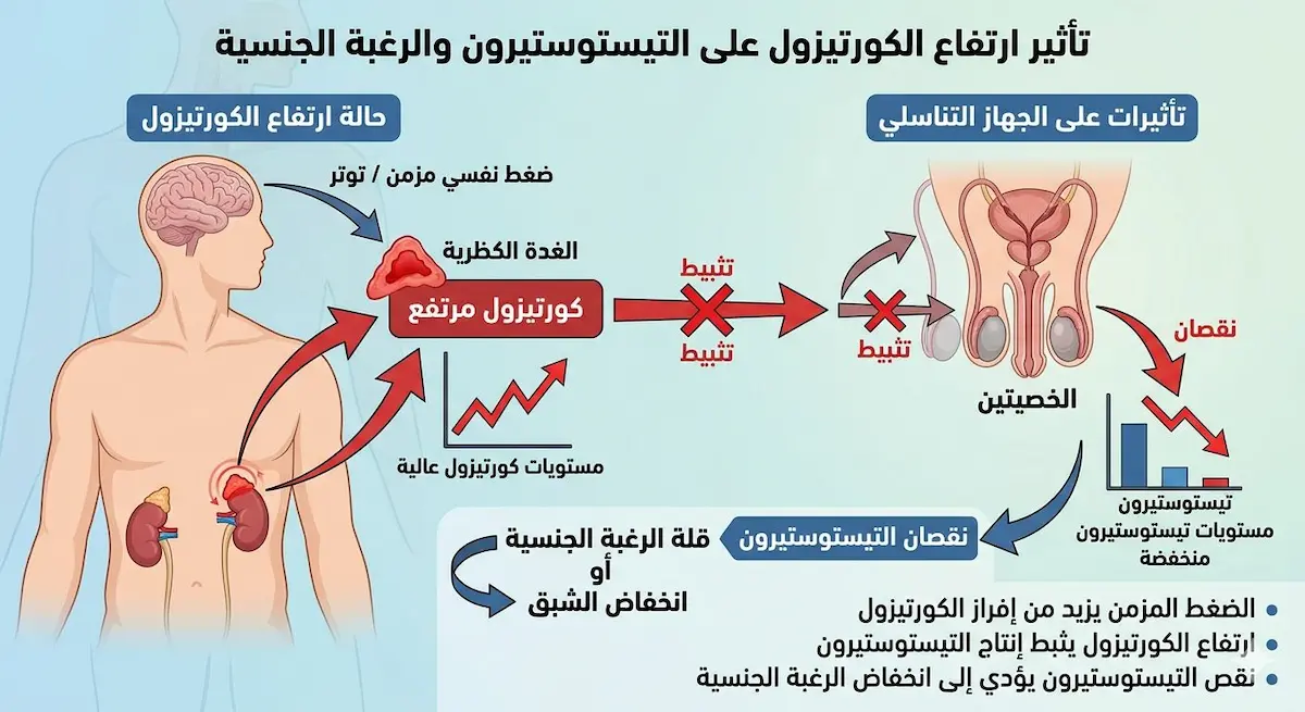 رسم توضيحي طبي يوضح العلاقة العكسية بين هرمون الكورتيزول الناتج عن التوتر وهرمون التستوستيرون وتأثيرهما المباشر على الرغبة الجنسية عند الرجل .