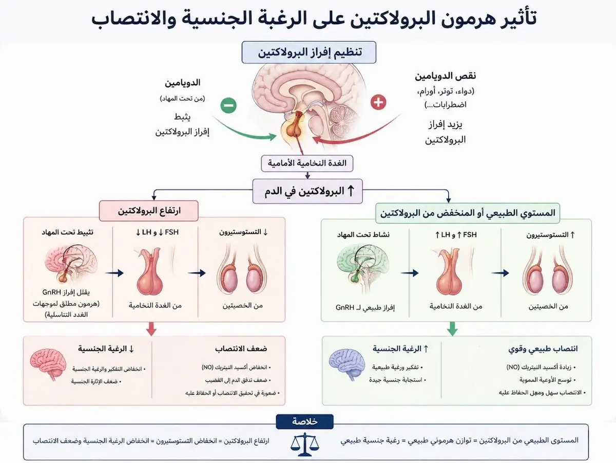 مخطط طبي يشرح التأثير السلبي لارتفاع هرمون البرولاكتين عند الرجل على الرغبة الجنسية وكفاءة الانتصاب من خلال تثبيط الهرمونات المحفزة.