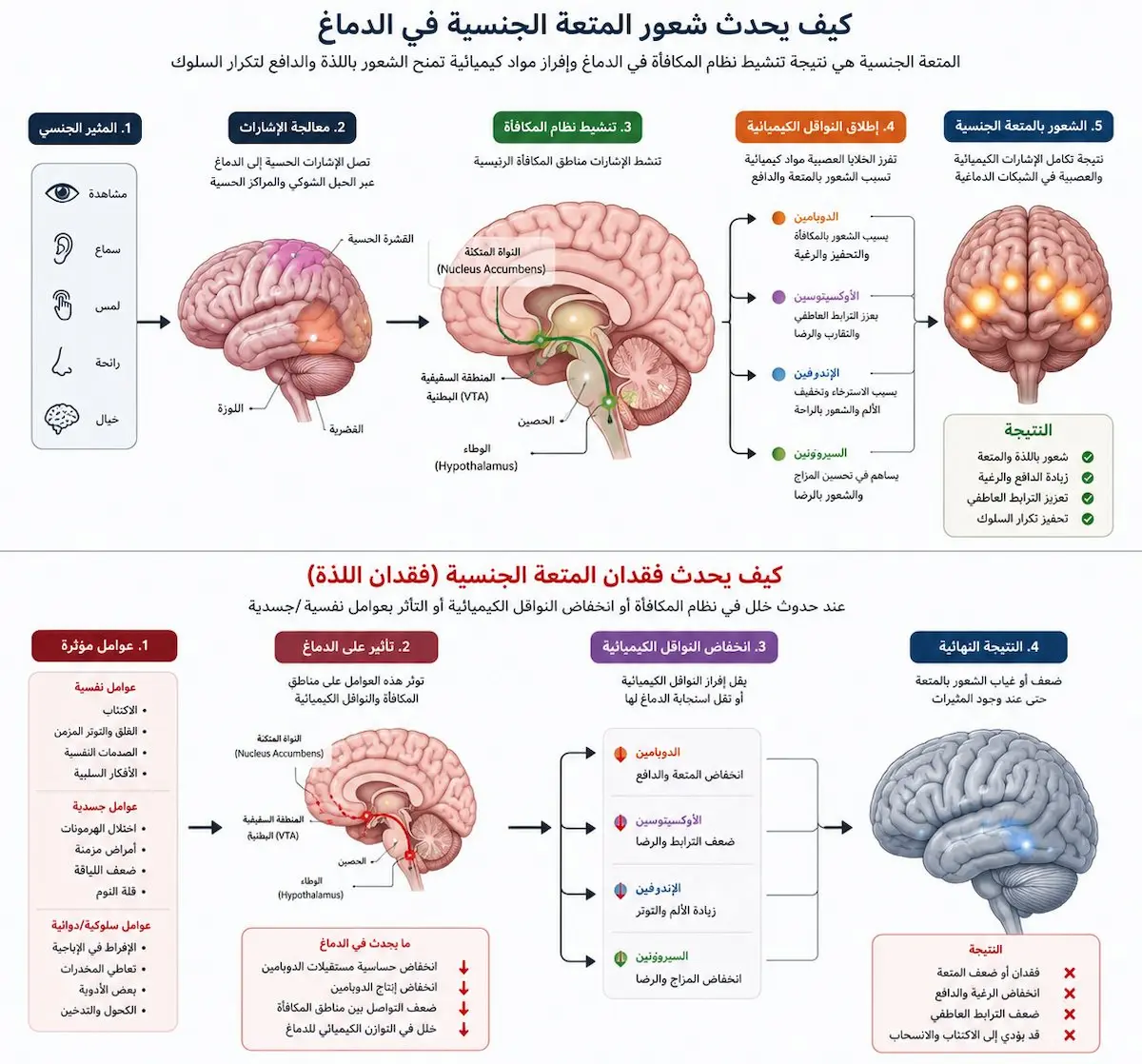 آلية حدوث وفقدان المتعة علمياً - أطلس الرجل الصحي. إنفوجرافيك علمي يشرح مسارات الدوبامين العصبية في الدماغ لكيفية حدوث المتعة الجنسية وأسباب فقدانها حيوياً للرجال.