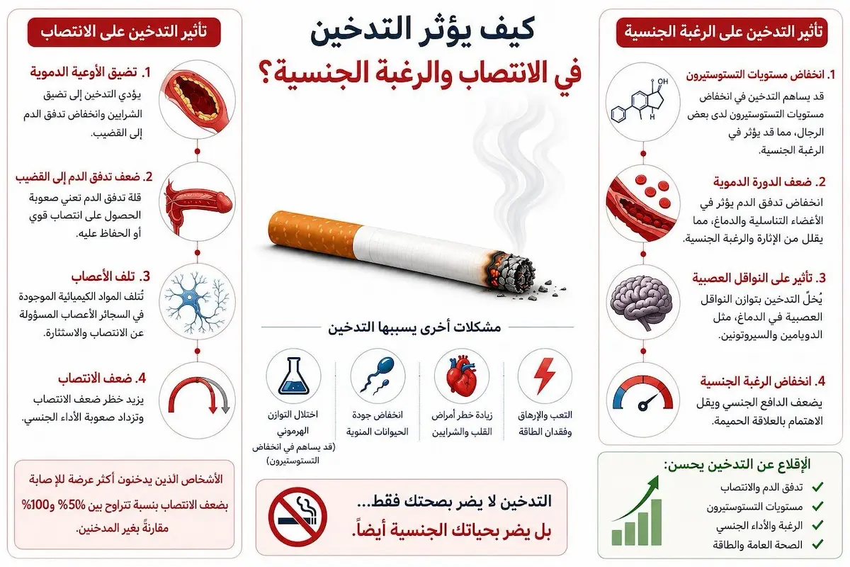 خريطة تأثير التدخين علمياً - أطلس الرجل الصحي. إنفوجرافيك طبي علمي يشرح آلية تأثير النيكوتين والتدخين على تضيق الشرايين، منع أكسيد النيتريك، وتدمير الانتصاب للرجال.