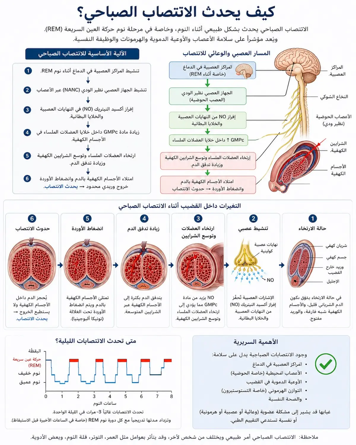إنفوجرافيك علمي يشرح الآلية البيولوجية لكيفية حدوث الانتصاب الصباحي أثناء نوم حركة العين السريعة وارتفاع التستوستيرون عند الرجال.