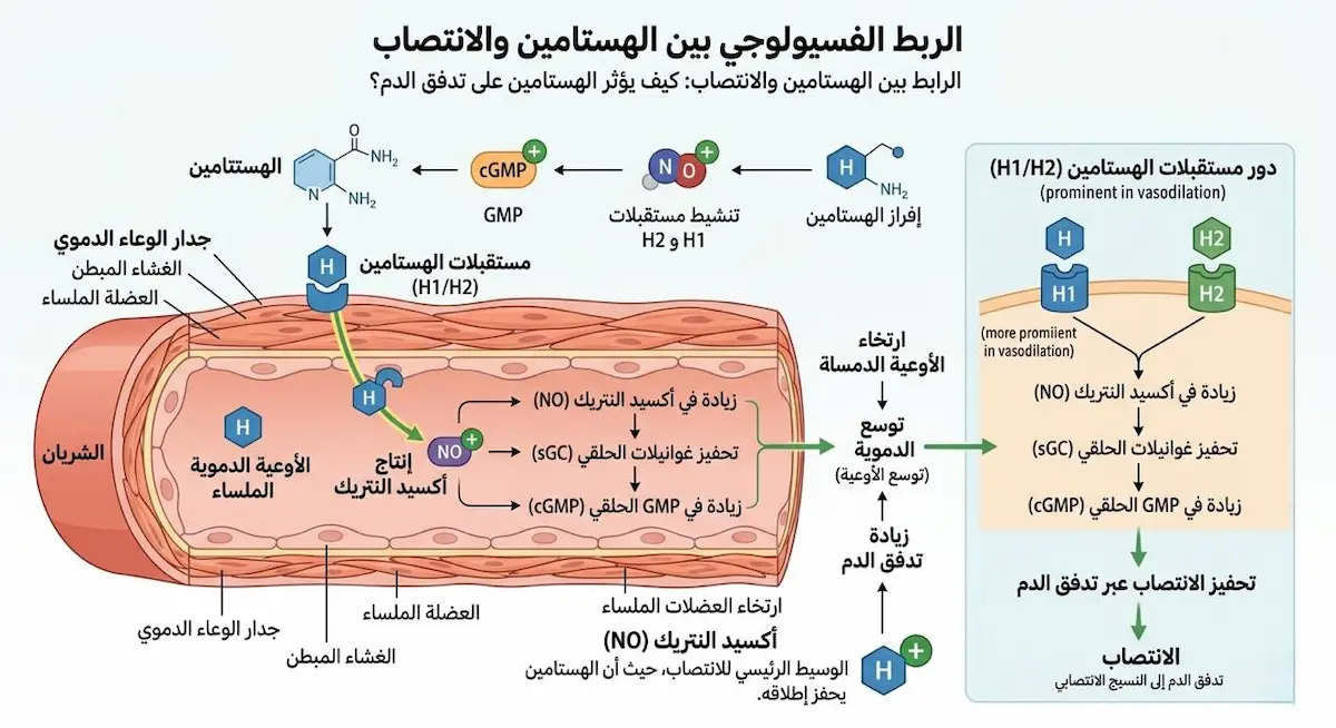مخطط فيزيولوجي علمي يشرح الدور الحيوي لمركب الهيستامين كناقل عصبي يساهم في توسيع الأوعية الدموية وتحفيز عملية الانتصاب عند الرجل.