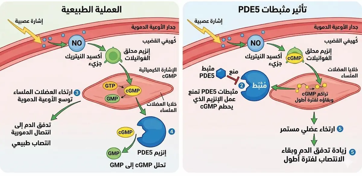 مخطط فيزيولوجي يشرح آلية عمل مثبطات PDE5 في توسيع الأوعية الدموية داخل العضو الذكري لتحسين جودة الانتصاب.