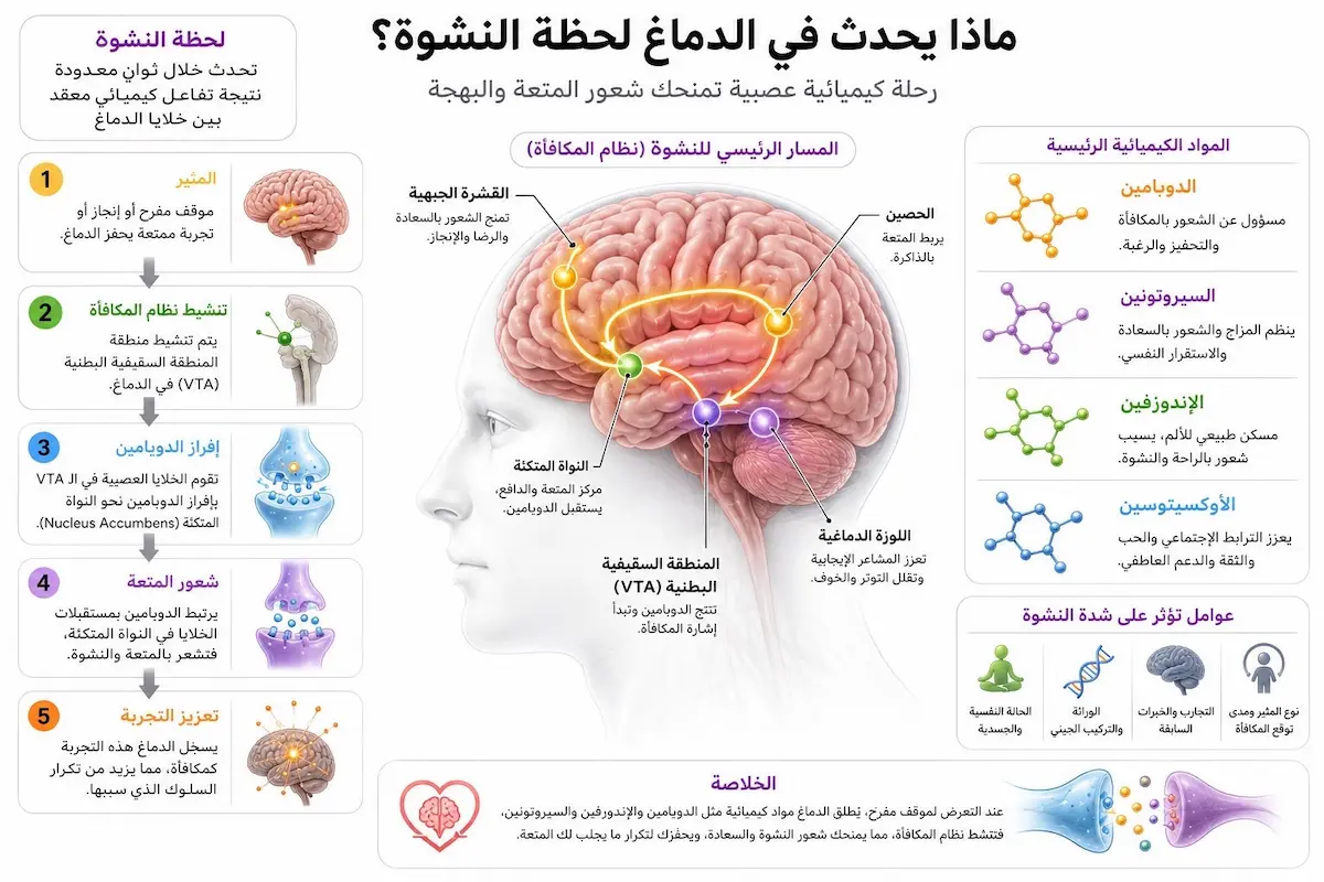 آلية حدوث النشوة علمياً - أطلس الرجل الصحي. إنفوجرافيك علمي يشرح الآلية البيولوجية لكيفية حدوث النشوة الجنسية في الدماغ والجهاز العصبي وانقباضات الحوض عند الرجال.