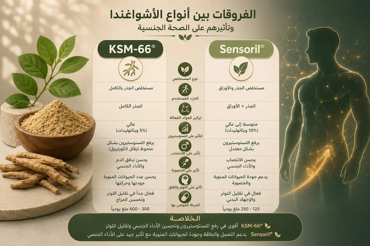 إنفوجرافيك طبي يقارن بين مستخلص الأشواغاندا KSM-66 وسينسوريل لبيان تأثيرهما على التستوستيرون، الخصوبة، والانتصاب للرجال.