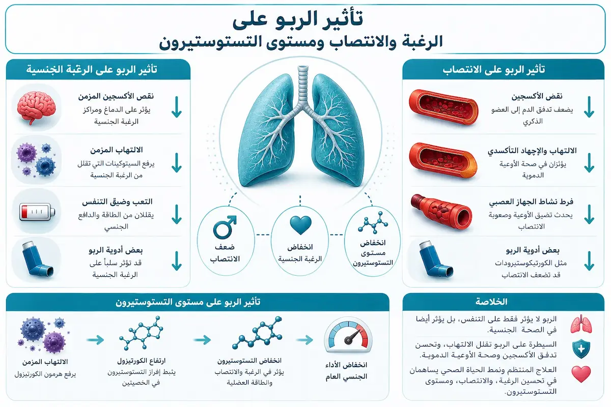 إنفوجرافيك طبي يشرح بالتفصيل كيف يؤثر مرض الربو على نقص التستوستيرون، هبوط الرغبة الجنسية، وضعف الانتصاب للرجال.