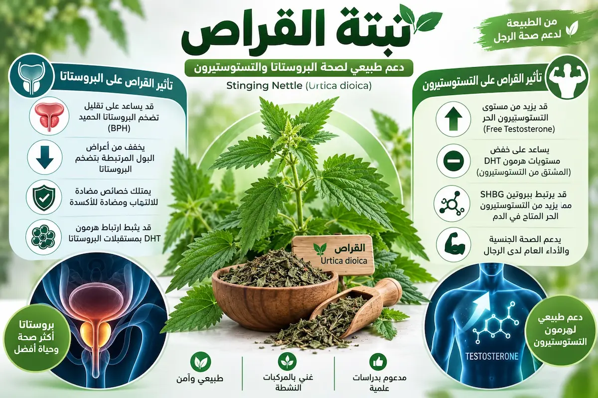 إنفوجرافيك طبي بصري يوضح شرح تأثير نبتة القراص في دعم صحة البروستاتا والمثانة وتثبيط تحول التستوستيرون وتقليل ارتباطه بالبروتين الناقل.